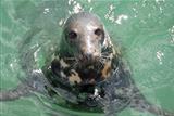Grey Seal (Halichoerus grypus), Newquay Harbour, UK