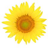 sun flower isolated on the white background