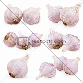 Set of purple garlics