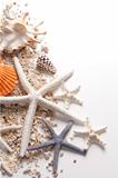 Seashells and starfish over white