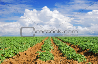 Green potato field with sky and cloud
