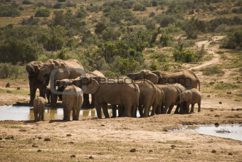 Elephant herd at water hole