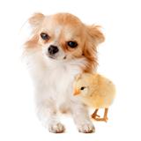chihuahua and chick