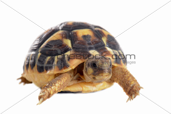 young Tortoise 