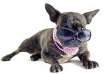 french bulldog and sunglasses
