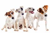 four jack russel terrier