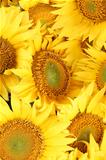 Sunflower background