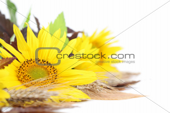 Sunflower decoration on white