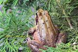 Pacific Tree Frog Closeup 2