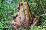 Pacific Tree Frog Closeup
