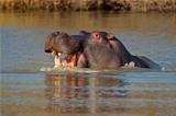 Aggressive hippopotamus