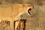 Aggressive lioness with cubs