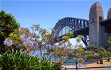 Sydney harbor bridge and foliage