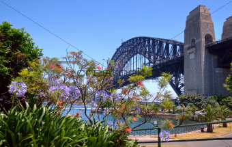 Sydney harbor bridge and foliage