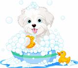 Fluffy dog having a bath