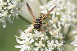 Wasp closeup
