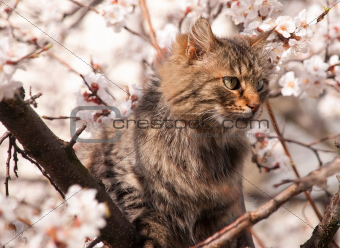 Fluffy cat on a tree