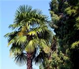 Big palm tree