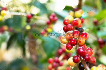 coffee tree with ripening