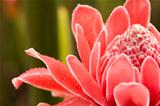 torch ginger