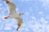 Seagulls flight