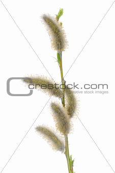 Willow flower