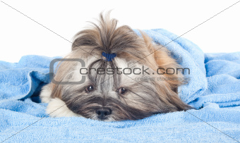Funny puppy with towel
