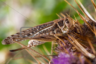 Grasshopper sitting on a flower