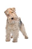 Wirehaired fox terrier