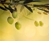 Summer olives design