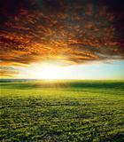 agricultural green field and sunset