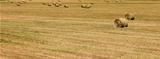 Field full of bales of hay