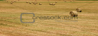 Field full of bales of hay