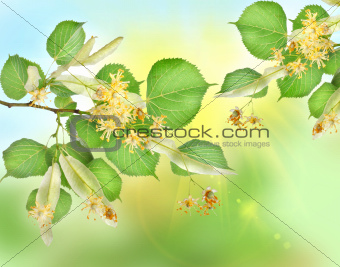 Abstract background of a linden garden