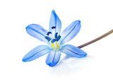 Blue snowdrop isolated