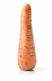 Fresh carrot isolated