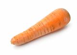 Raw carrot