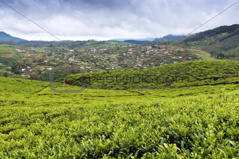 Tea Tree Field and vegetable gardens, Sri Lanka