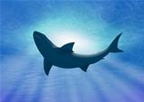 Deep under water shark