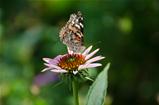 Painted Lady Butterfly on an Echinacea Flower