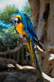 Curious big parrot on a branch