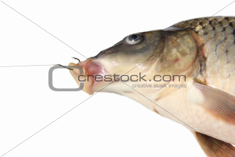 carp on a fishing hook