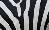 Pattern of a zebra skin 