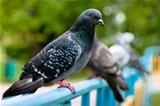 Pigeon sitting on support in park