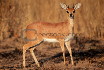 Steenbok antelope