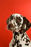 Dalmation Puppy with a red collar