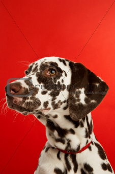 Dalmation Puppy with a red collar
