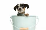 Cute terrier puppy in a bucket