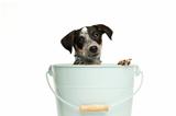 Cute terrier puppy in a bucket