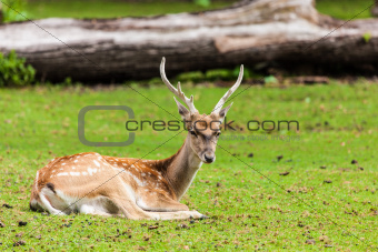 Large whitetail buck in the woods